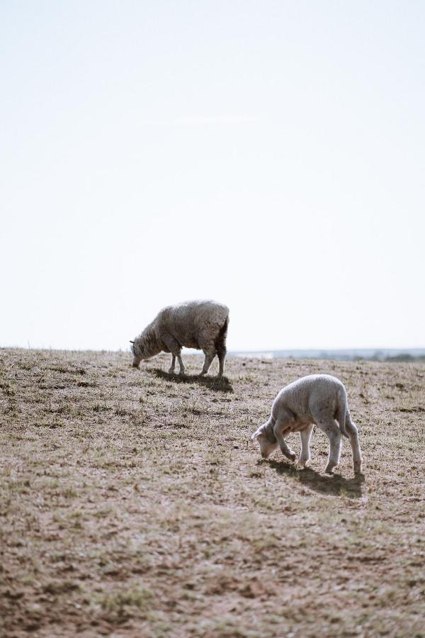Coorong Island Retreat - Farm Stay At Pet Friendly Property Meningie Exteriér fotografie