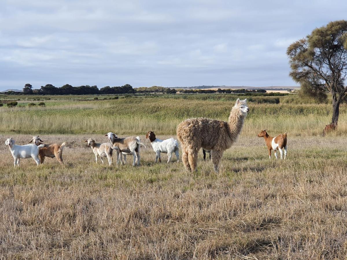 Coorong Island Retreat - Farm Stay At Pet Friendly Property Meningie Exteriér fotografie