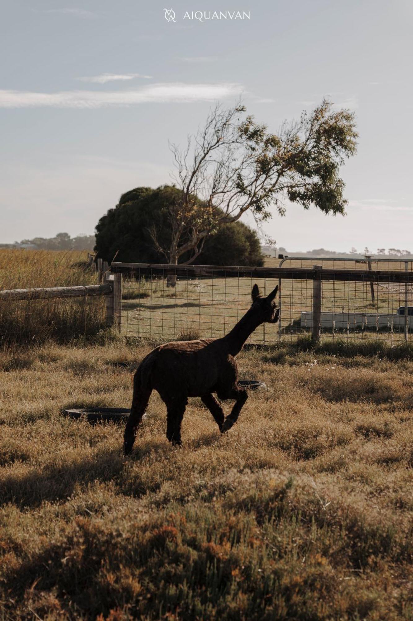 Coorong Island Retreat - Farm Stay At Pet Friendly Property Meningie Exteriér fotografie